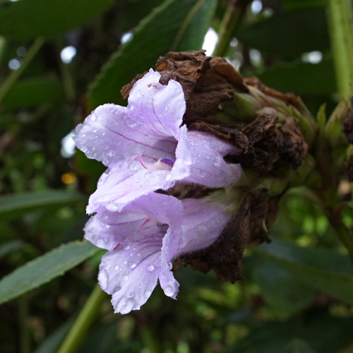 Kurunji Flower